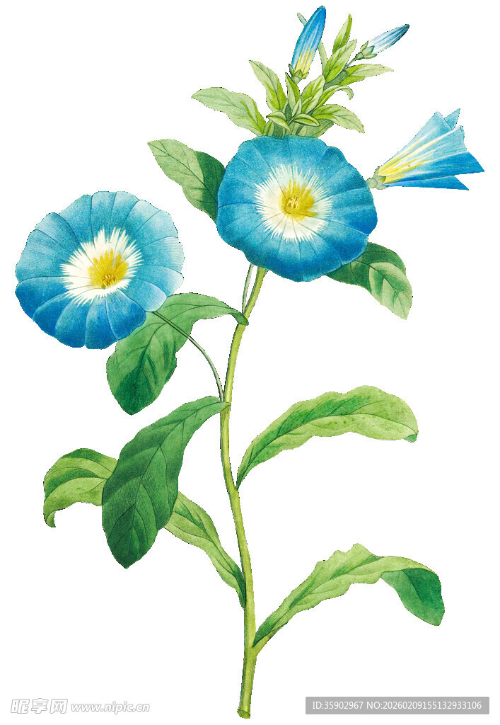 蓝色花朵植物插画