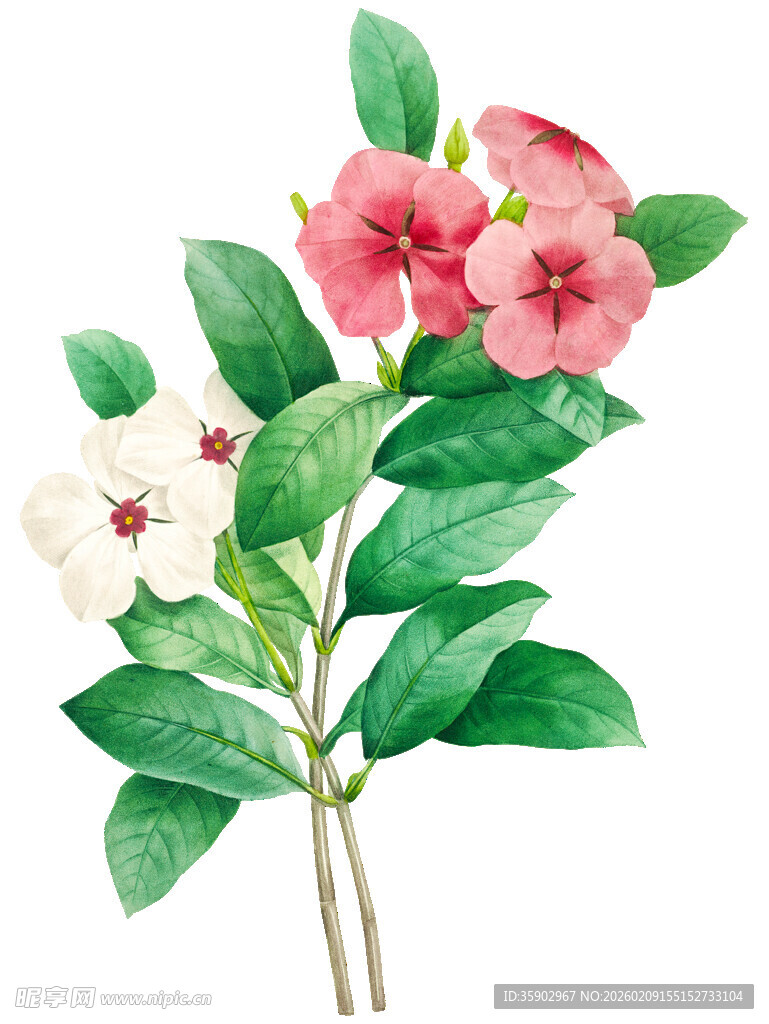 水彩绘娇艳花卉植物