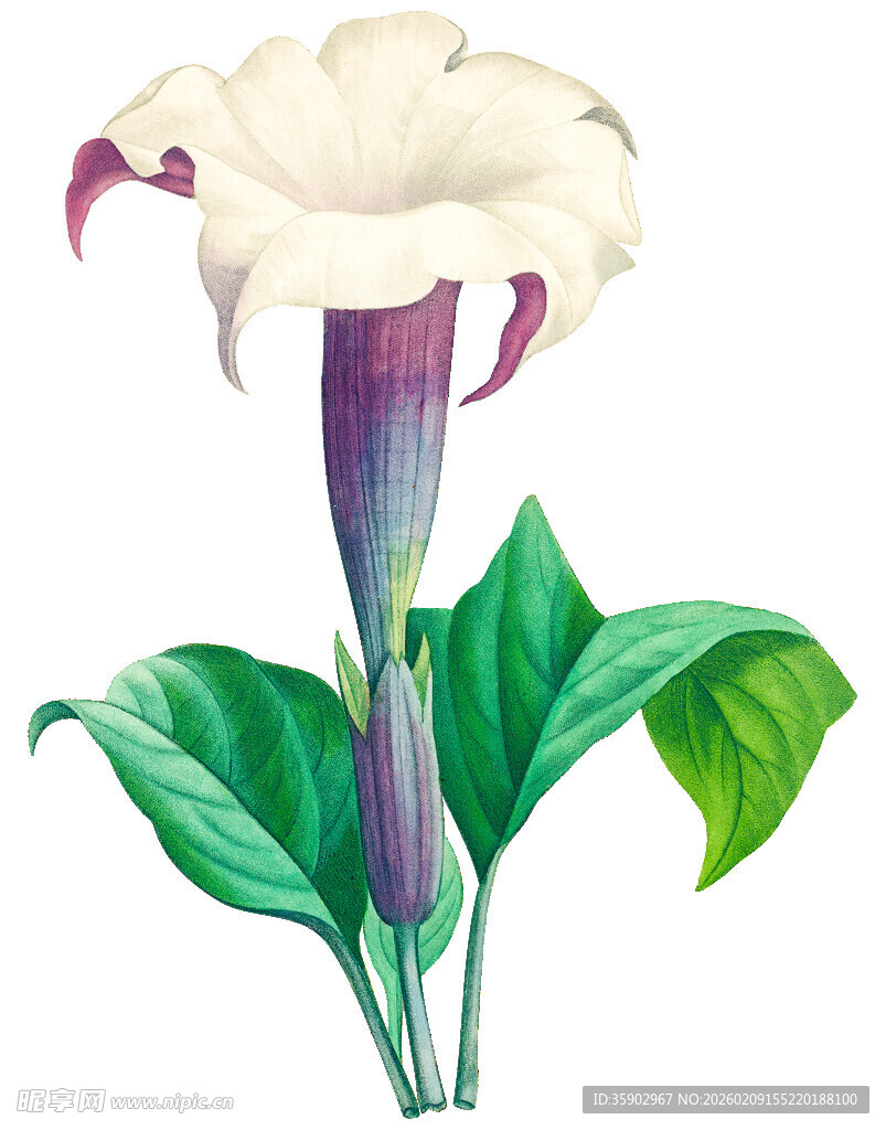 白色海芋花插画