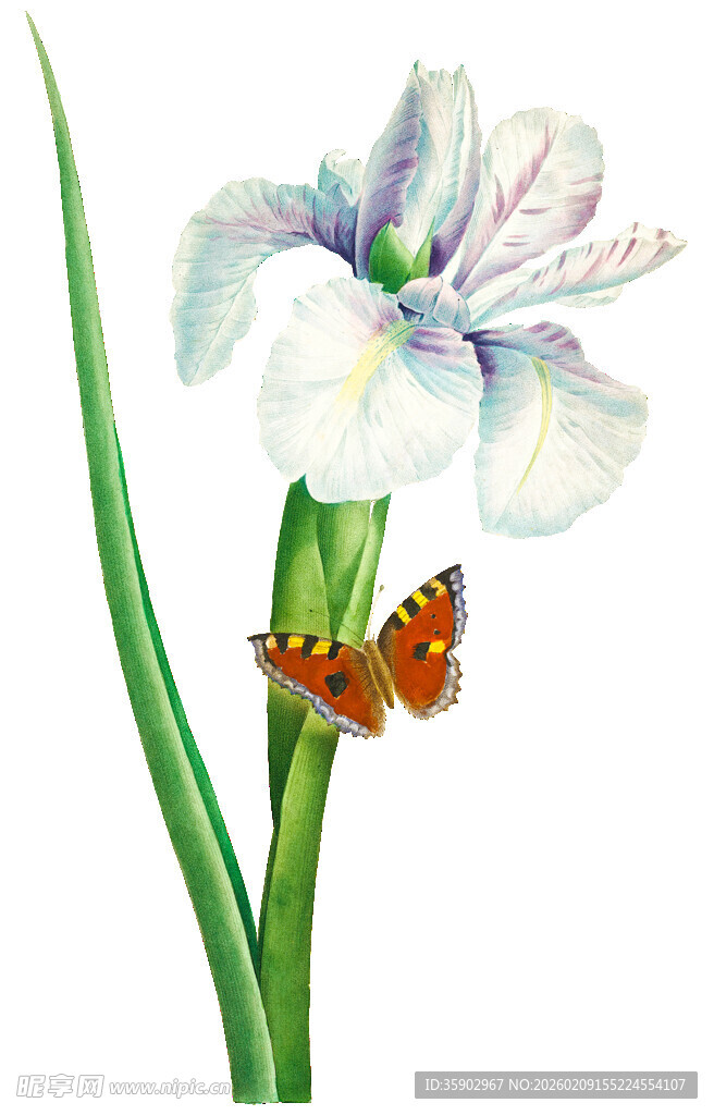 鸢尾花上的蝴蝶