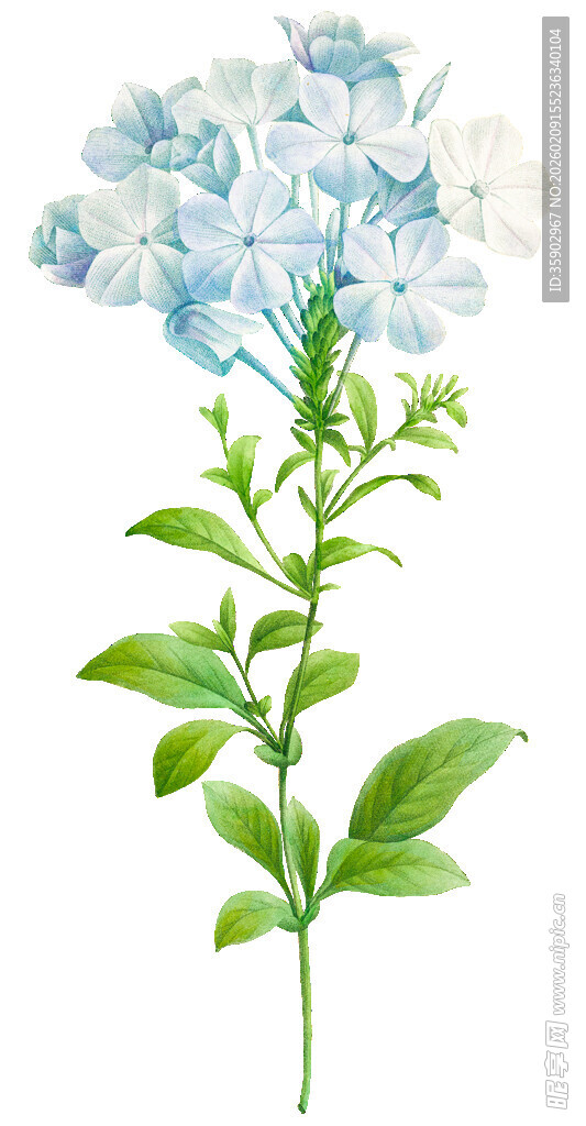 蓝色绣球花插画