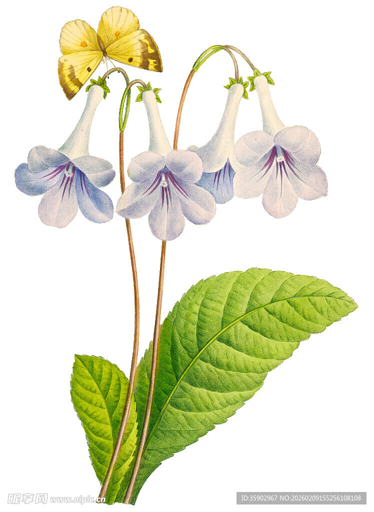 三色堇花朵与绿叶插画