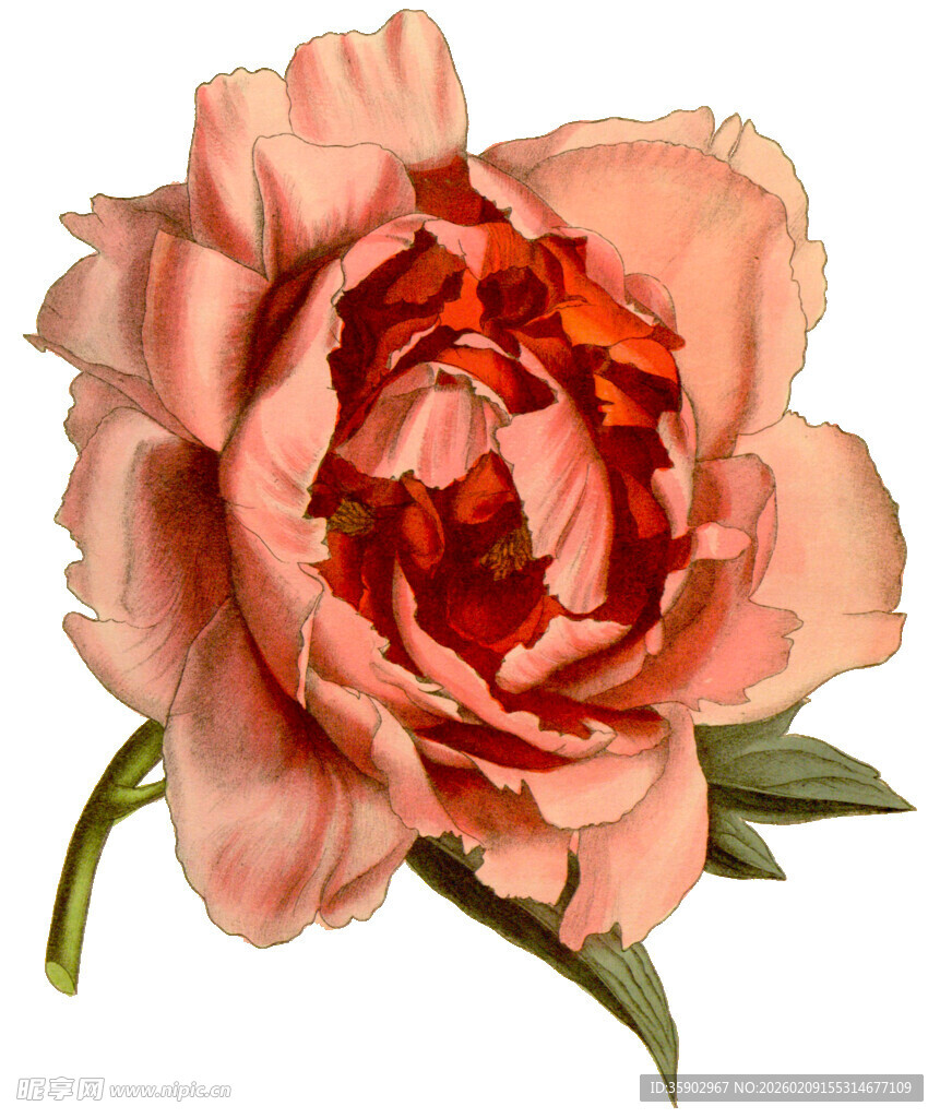 粉色娇艳牡丹花