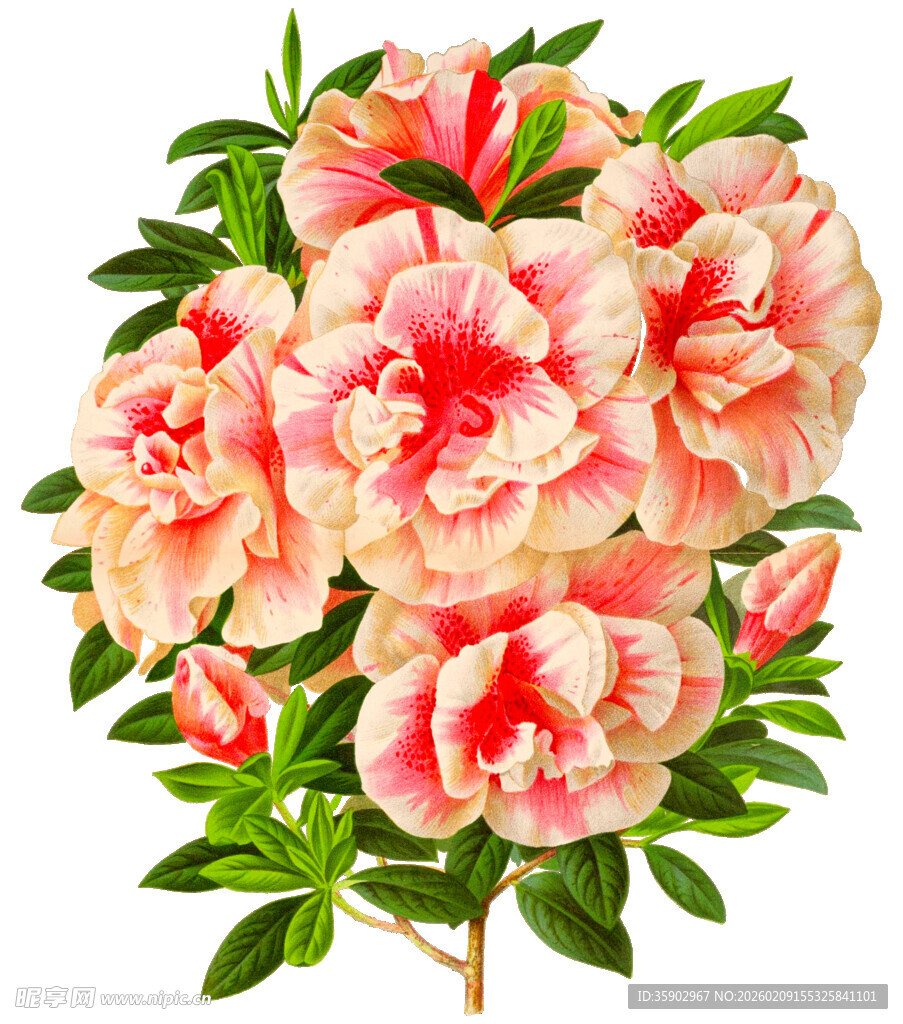 娇艳盛开的粉色系花卉