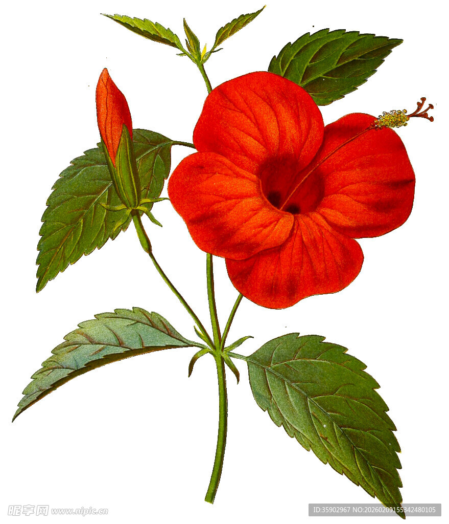 鲜艳红色花卉与绿叶