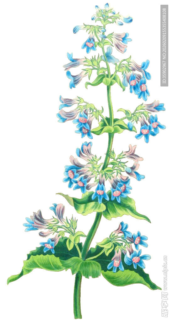 蓝色花朵植物插画