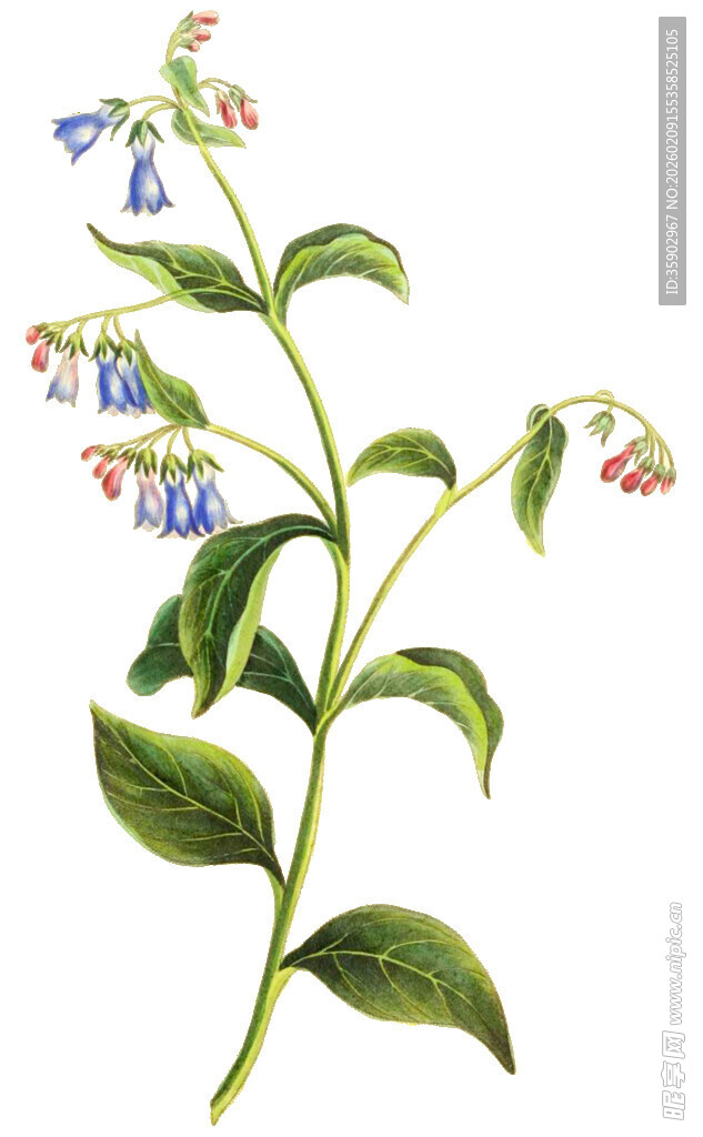 手绘风铃草植物插画