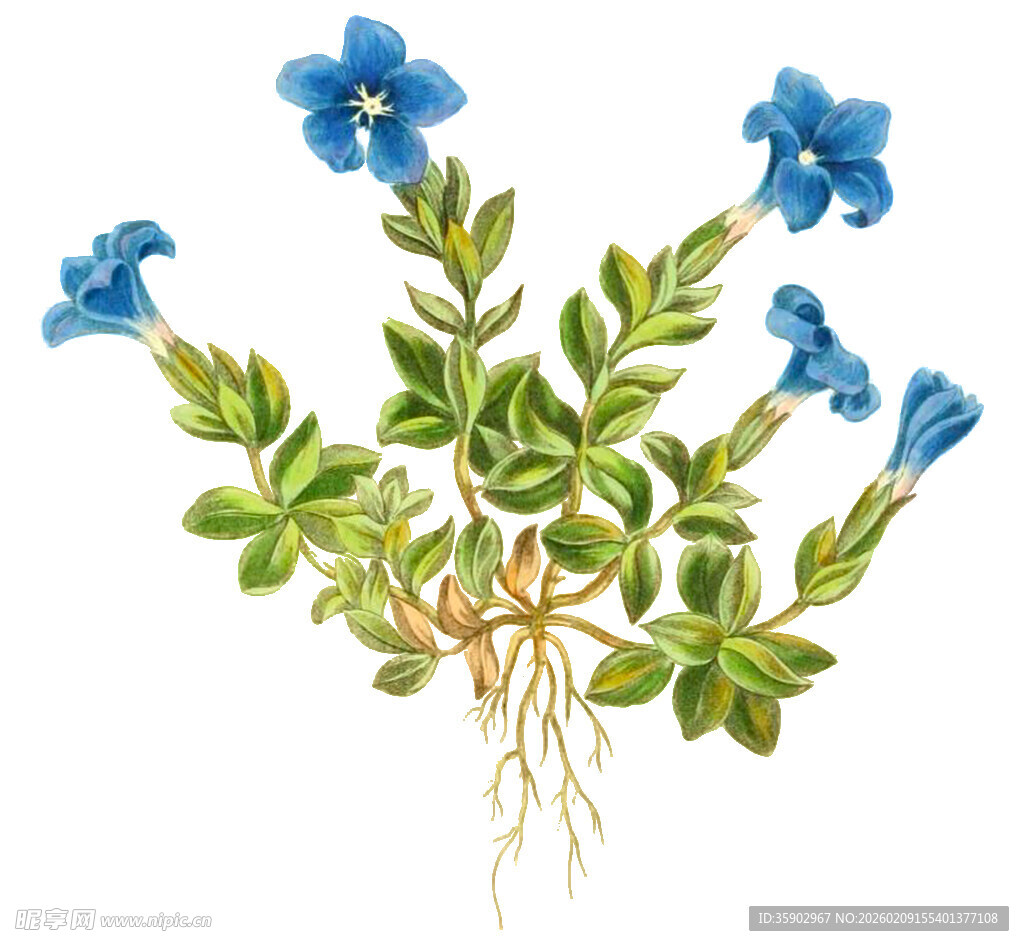 蓝色小花植物插画