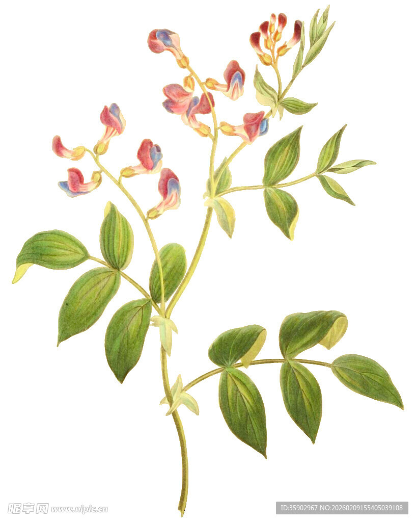 手绘彩色花卉植物枝叶