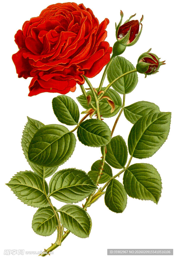 娇艳红玫瑰与翠绿枝叶