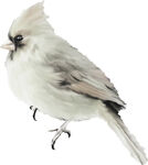 白色羽冠小鸟特写