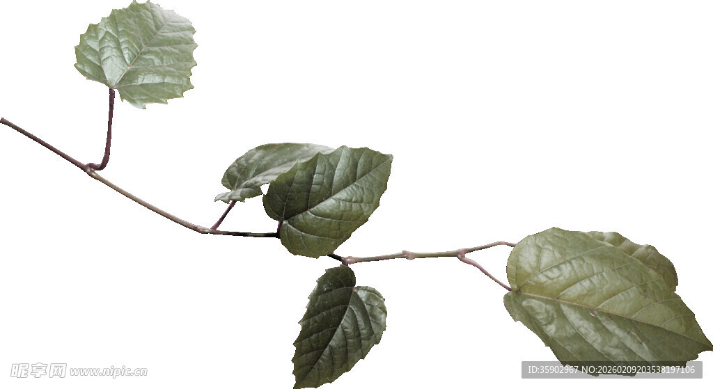 带叶植物枝条特写