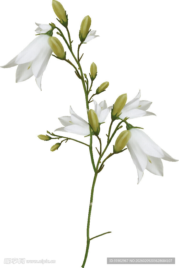 白色铃兰花枝特写