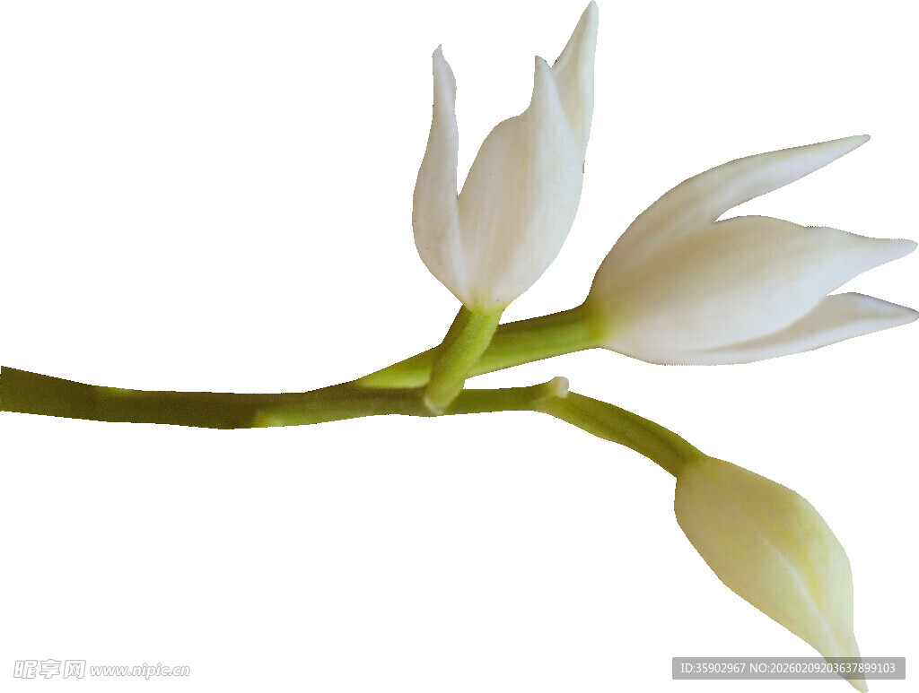 白色素雅花朵特写