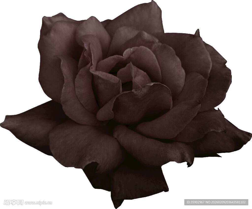 深棕色玫瑰特写