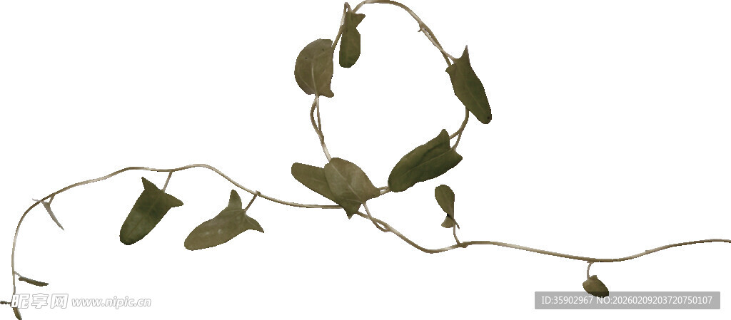 藤蔓绿植简约自然装饰元素