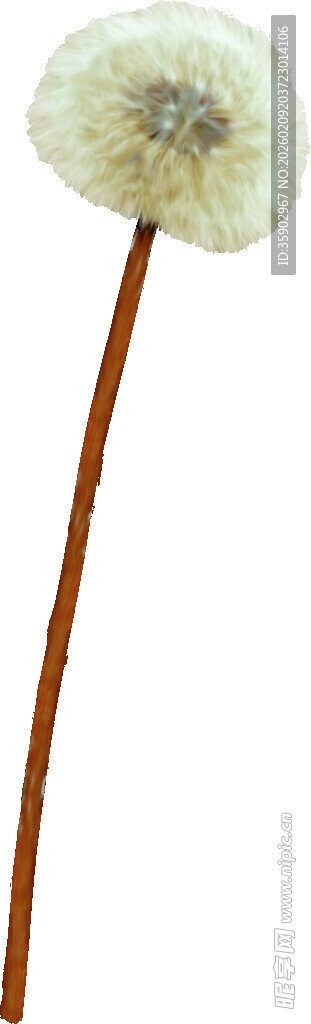 单支蒲公英特写