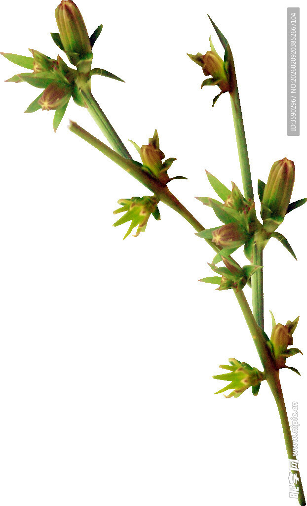 带刺植物枝条特写