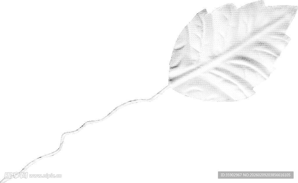 白色叶脉清晰的单支叶片