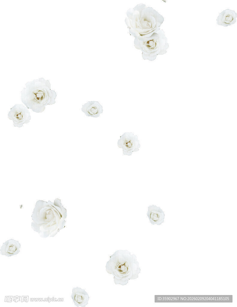 白色小花散落画面