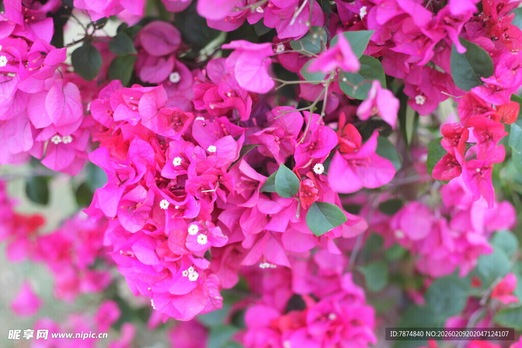 艳丽三角梅绽放