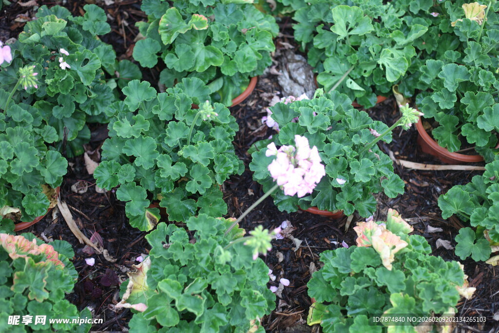 盆栽花卉 绿意盎然