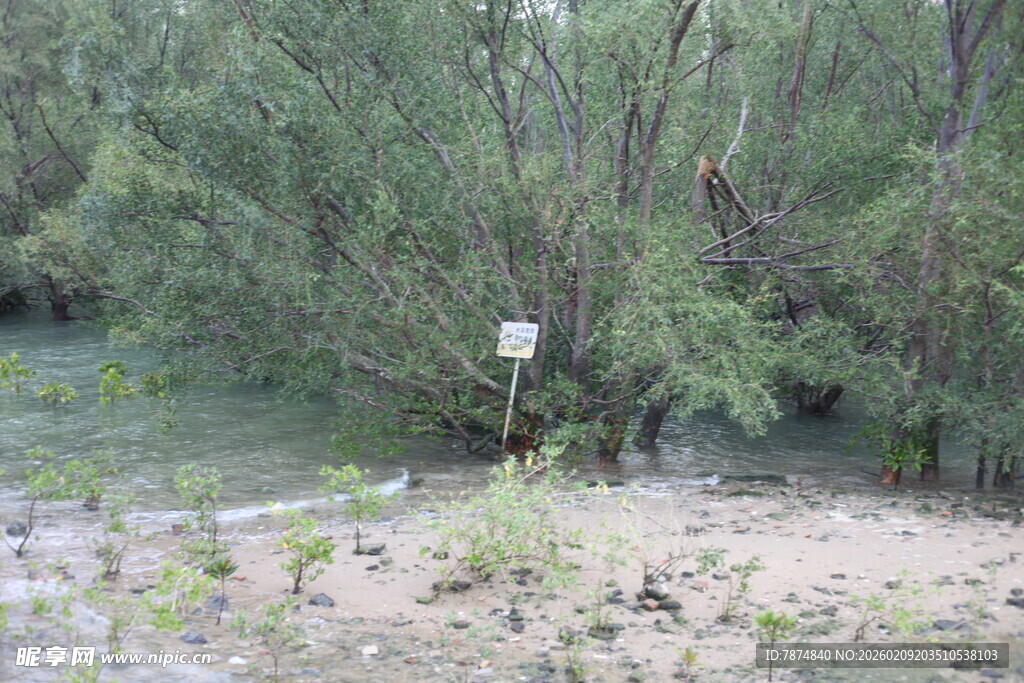 河边树林中的白色标识物
