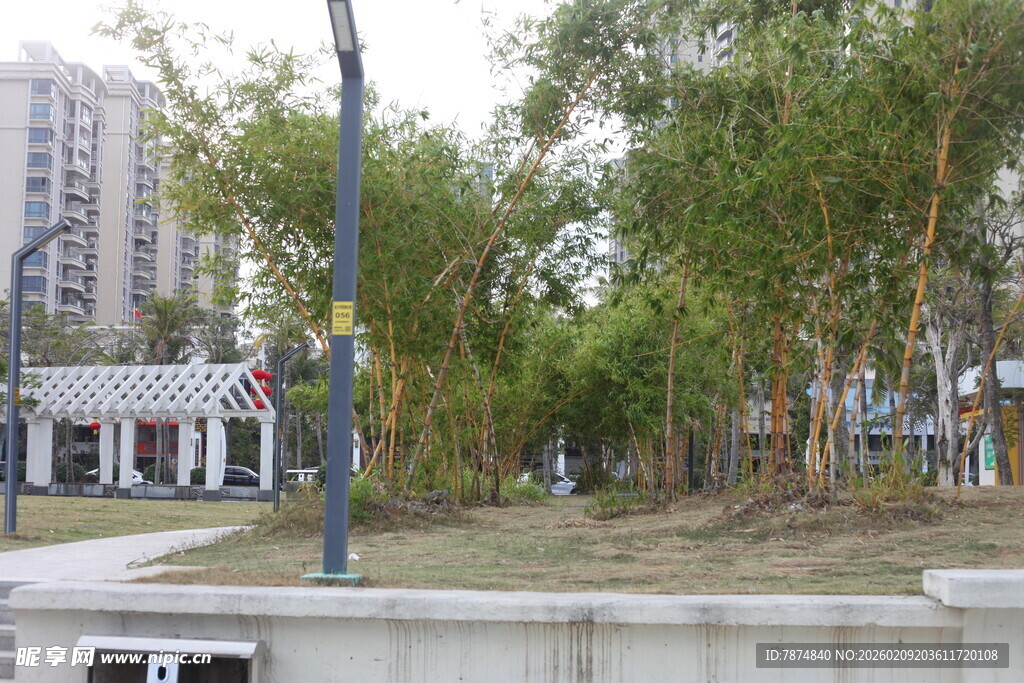 城市街边绿树景观