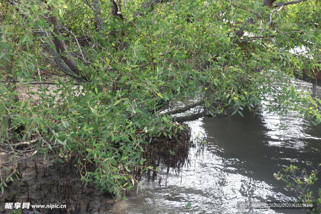 溪边繁茂绿植景观