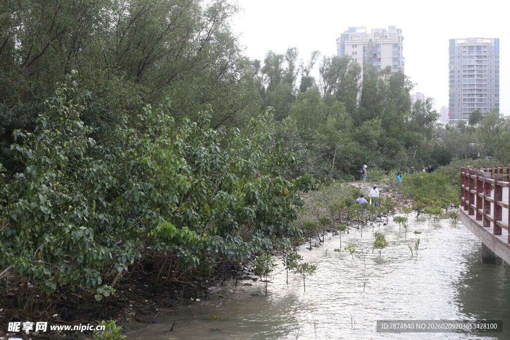 城市河畔绿植与桥景