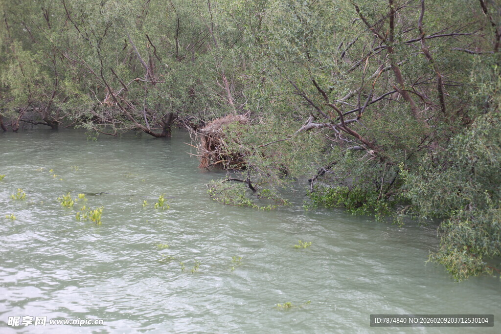 河边繁茂植被与流水景象