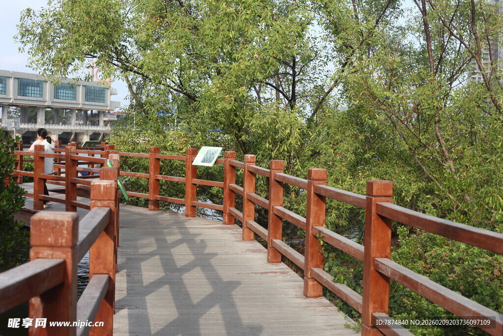 木质栈道漫步于绿树间