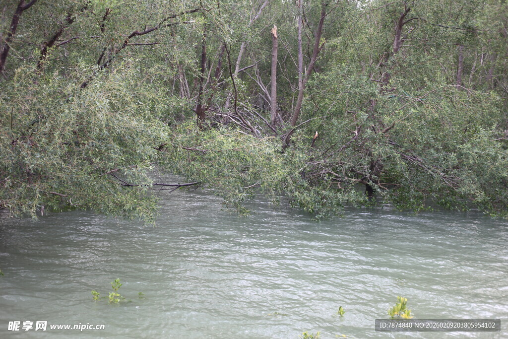 河边葱郁植被与潺潺流水