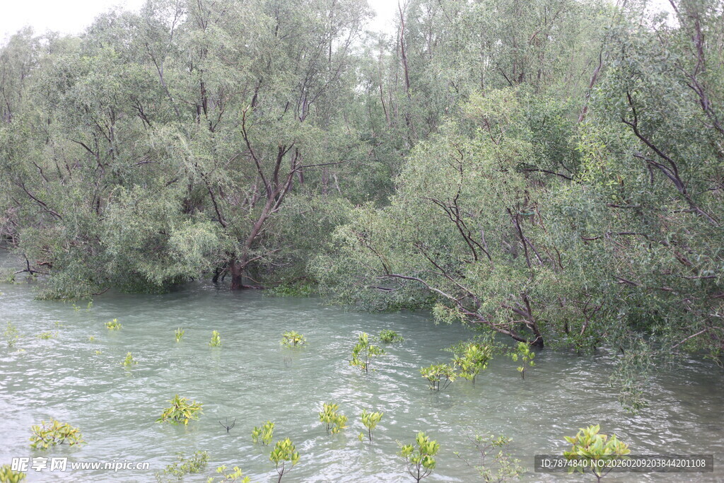 河边葱郁树林与清澈流水