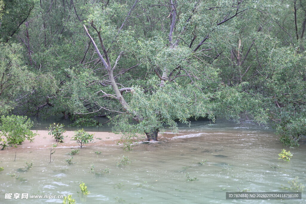 河边绿树浸于水中景象