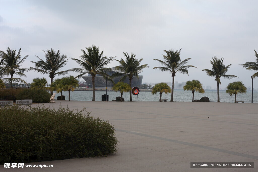 海滨广场的棕榈树景观