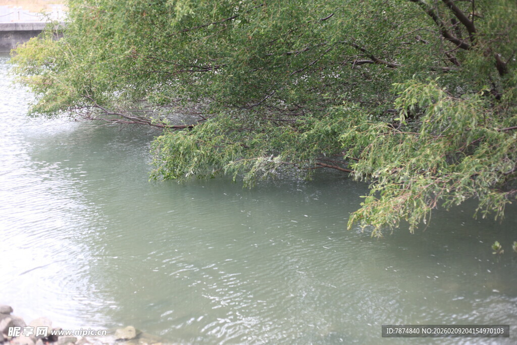 河畔绿树映碧水