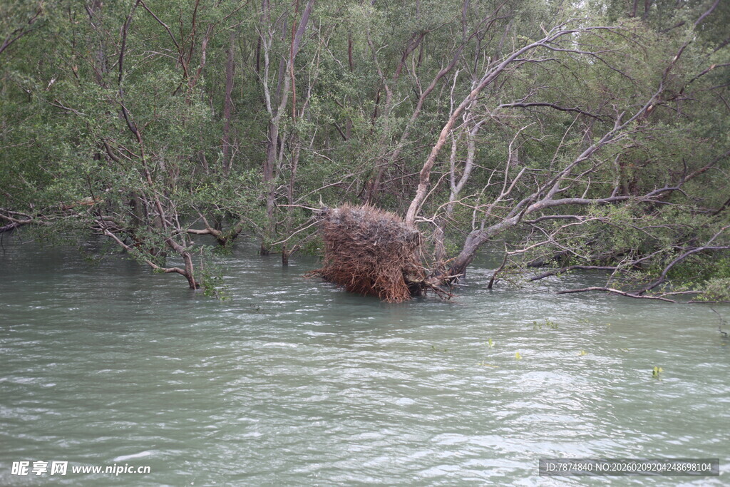 河中棕熊于繁茂植被旁