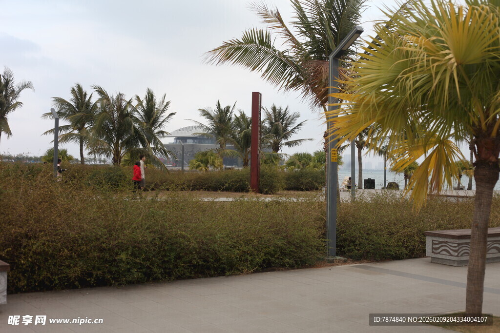 海滨棕榈树景观