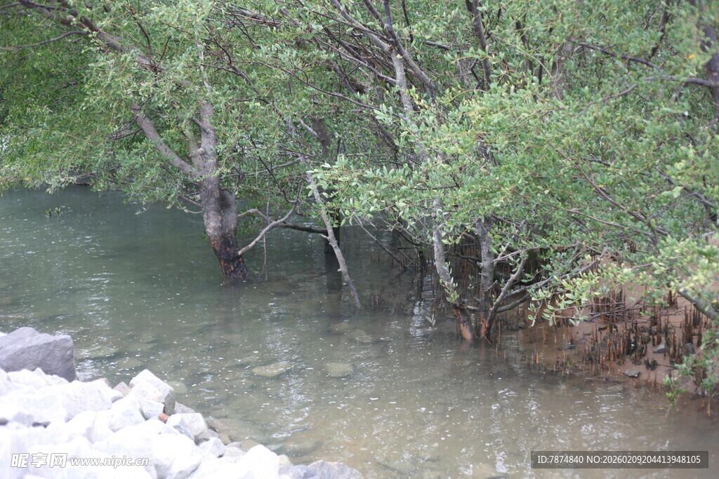 溪边葱郁植被的自然景致