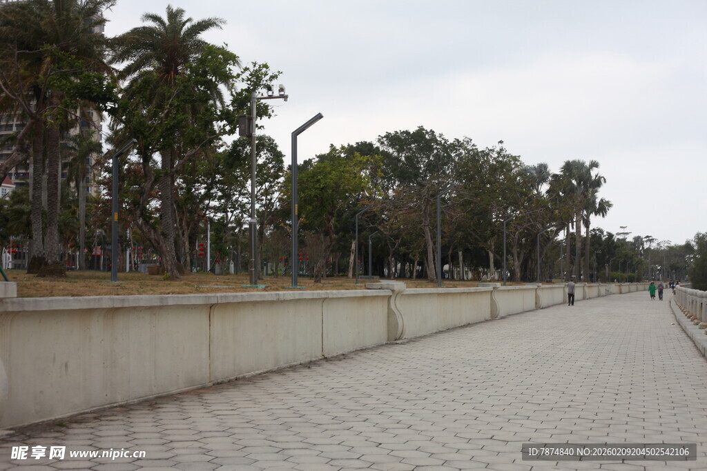 海滨步道旁的葱郁树木