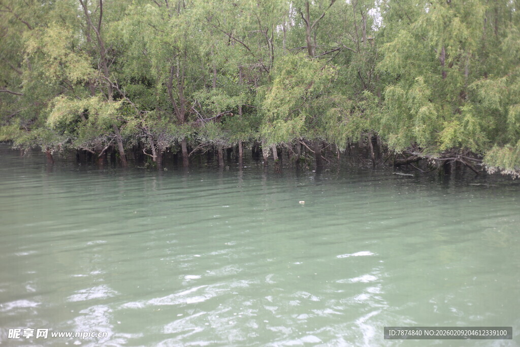 河畔绿意盎然的水域景观