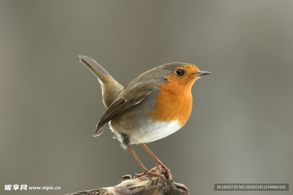 栖息枝头的橙色小鸟