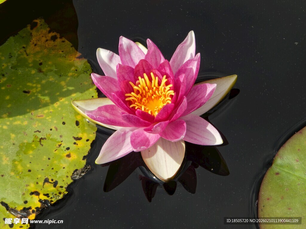 粉色睡莲绽放于水面