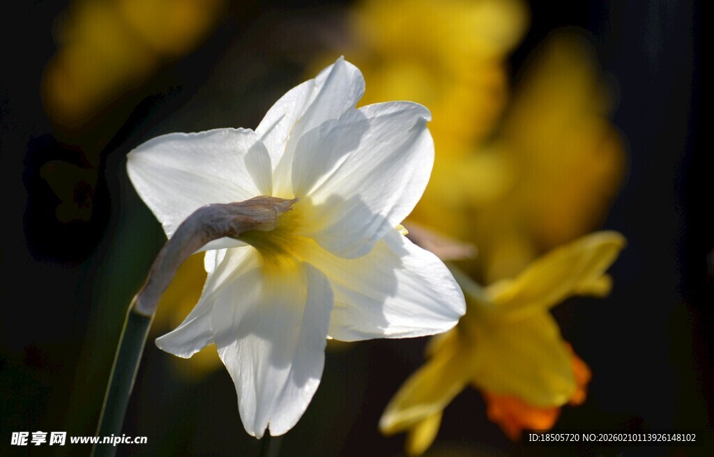 白色水仙绽放
