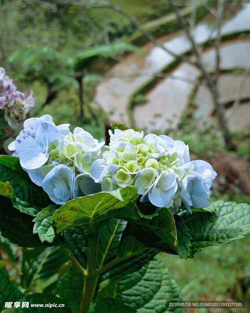 蓝白绣球花绽放于绿叶间