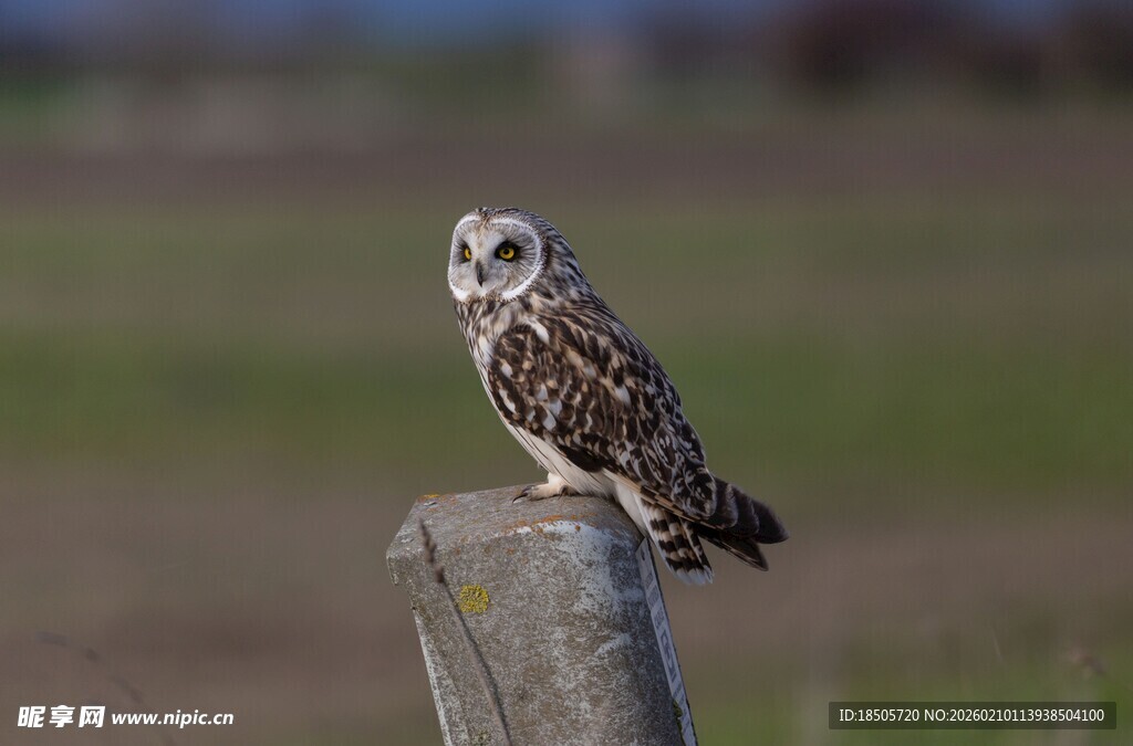 站在桩上的猫头鹰
