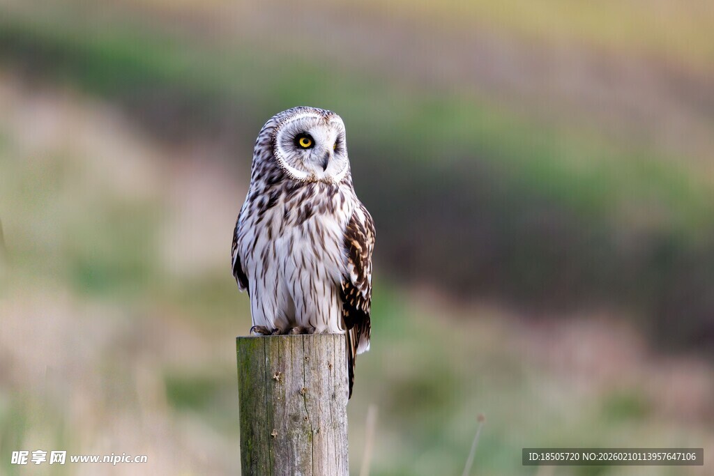 木桩上的猫头鹰