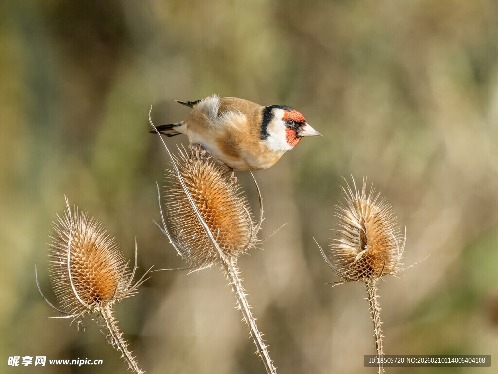 金翅雀立于干枯植物上