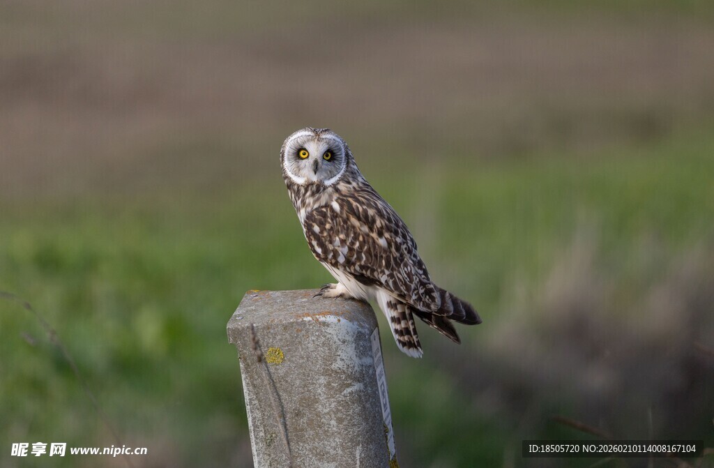 站在木桩上的短耳鸮